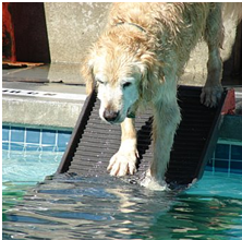 Dog Entering Swimming Pool
