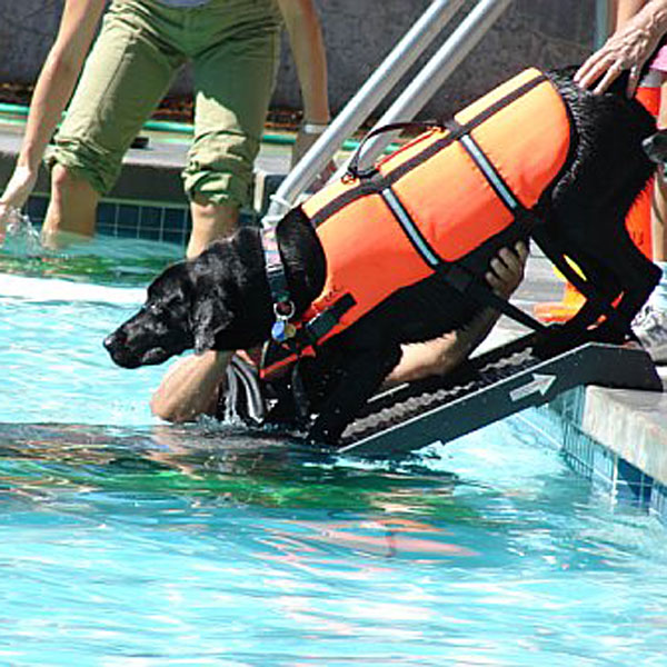 Black Dog on PetSTEP Pool Leg Accessory Kit Shown with Optional PetStep Ramp