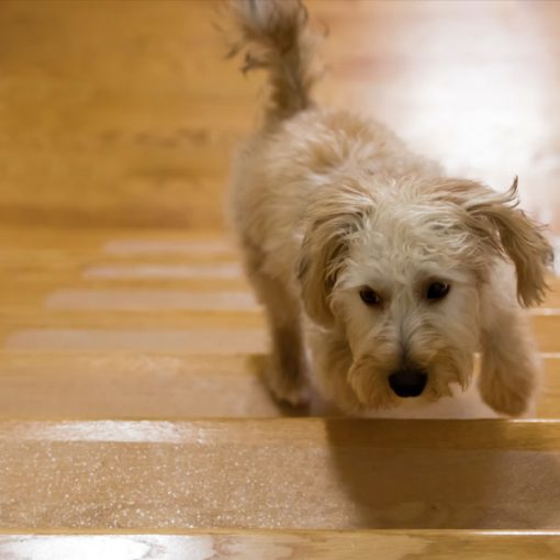 Puppy & Dog Stair Treads/Grips NonSlip Stair Treads for Pets